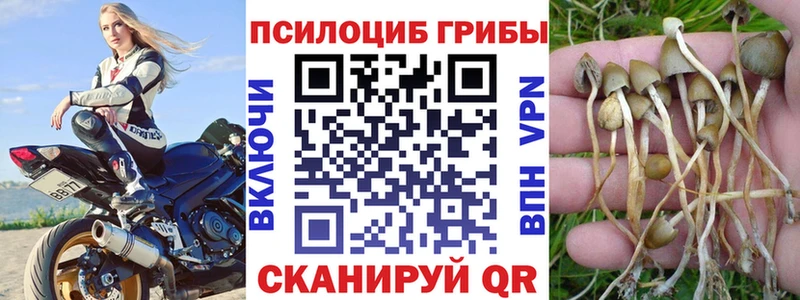Галлюциногенные грибы Psilocybe  Окуловка 
